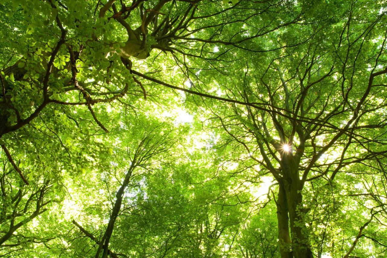 Ferienwohnung Am Weltnaturerbe Grumsin Ziehten Экстерьер фото