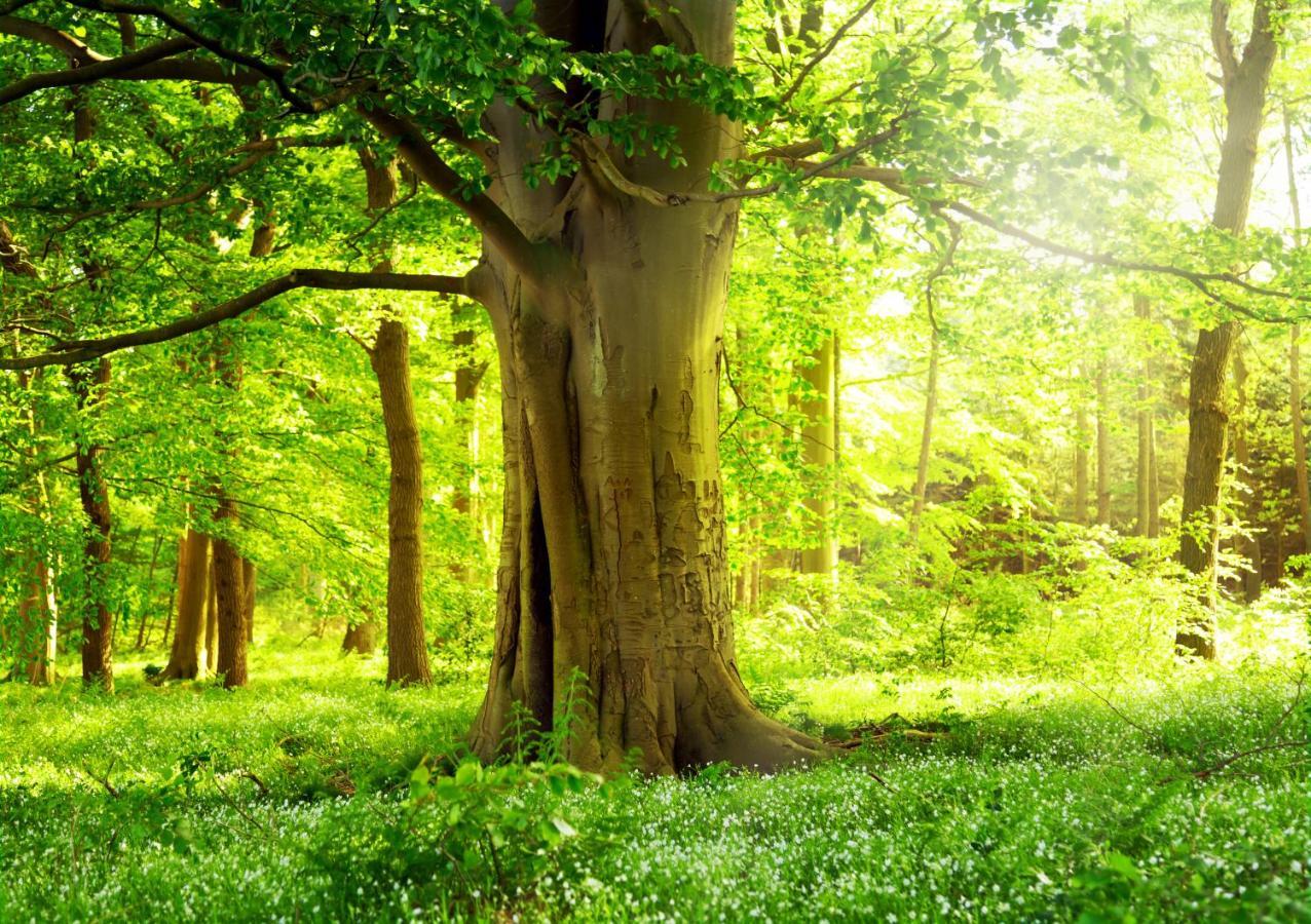 Ferienwohnung Am Weltnaturerbe Grumsin Ziehten Экстерьер фото